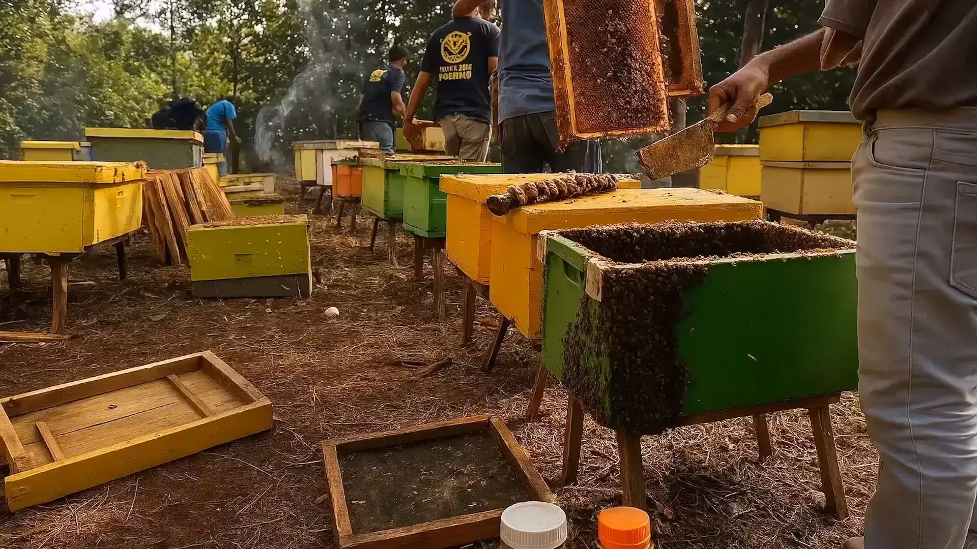 Peternak lebah madu lokal Indonesia di tengah alam — alasan memilih madu lokal