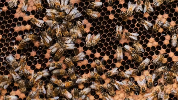koloni lebah ternak penghasil madu