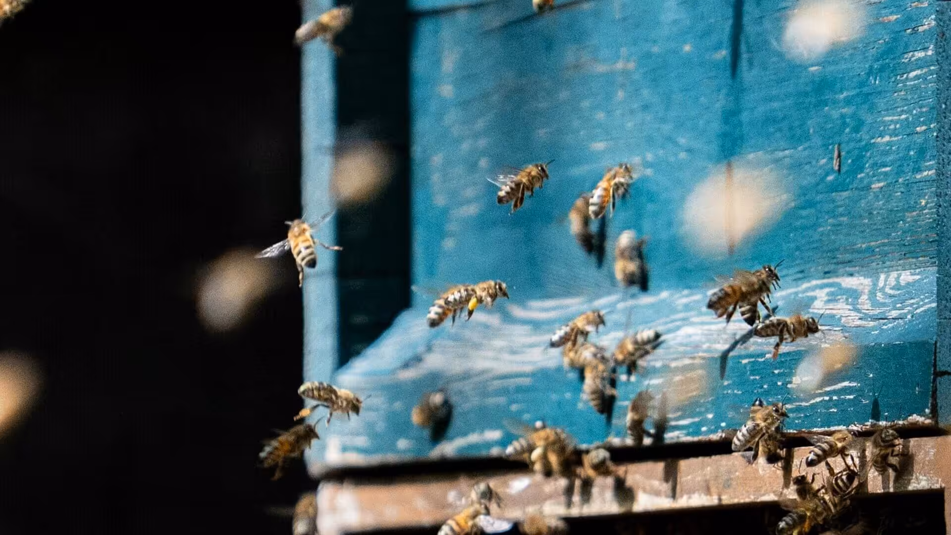 Perbandingan madu lokal Indonesia dan madu impor untuk kebutuhan bisnis B2B